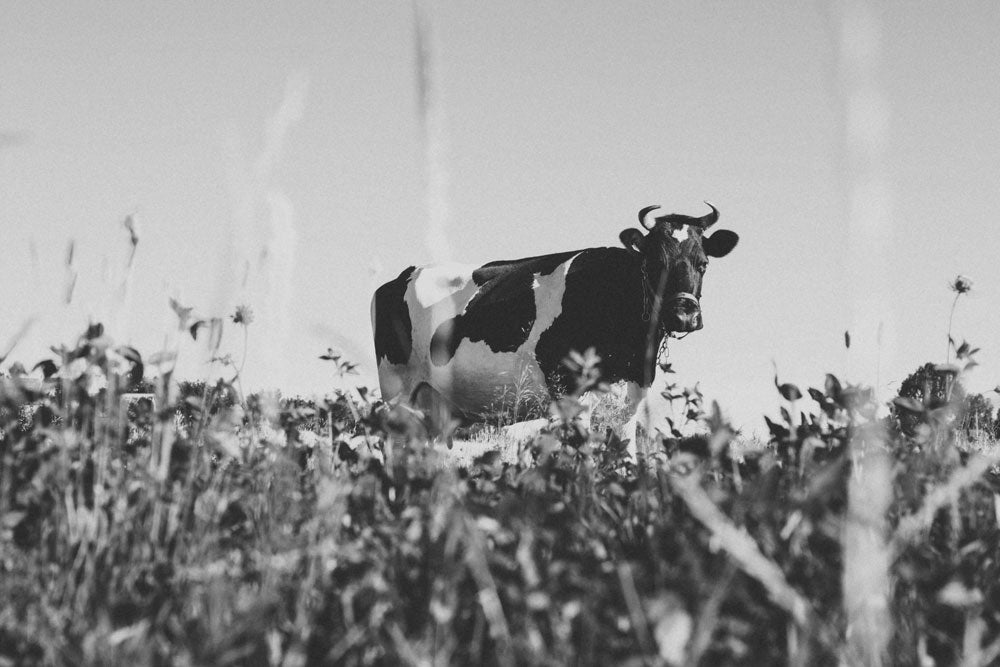 Black and white photo of cow in the pasture